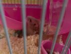 Hamster