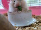 Hamster