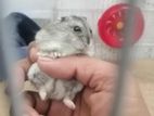 Hamster