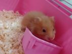 Hamster