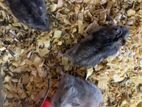 Hamster
