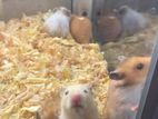 Hamster