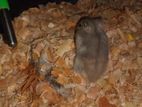 Hamster