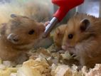 Hamster