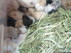 Hamsters