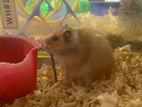 Hamster