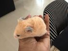 Hamster