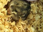 Hamster