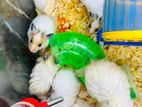 Hamster