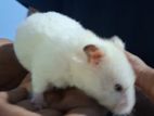 Hamsters