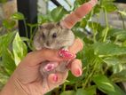 Hamster