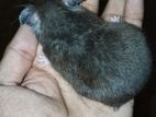 Hamster