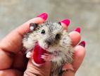 Hamster