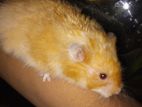 Hamster