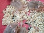 Hamster