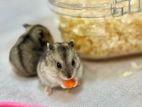 Hamster