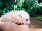 Hamster