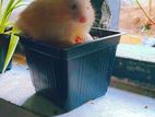 Hamster