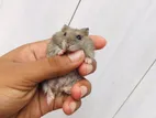 Hamster