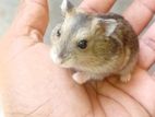 Hamster