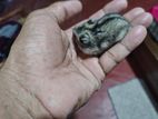 Hamster