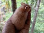 Hamster