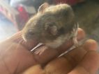 Hamster