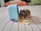 Hamster with Cage