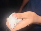 Hamster