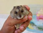 Hamster with Cage