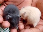 Hamster