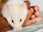 hamster