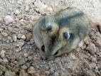 Hamster