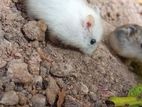 Hamster