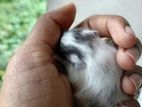 Hamster