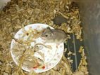 Hamster