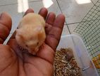 Hamster