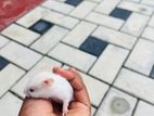 Hamster