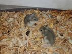 Hamster