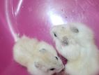 Hamster
