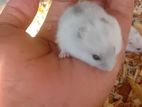 hamster