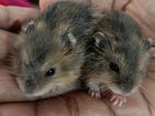 Hamsters