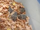 Hamster