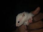 Hamster