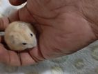 Hamster