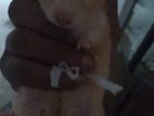 Hamster