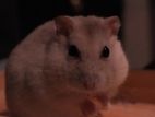 Hamster