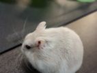 Hamster