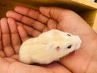 Hamster