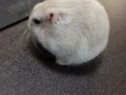 Hamster